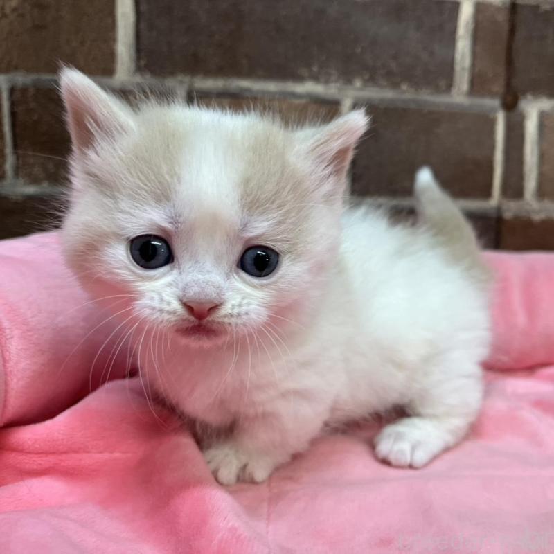 販売中の東京都のマンチカン(短足)-140305の1枚目