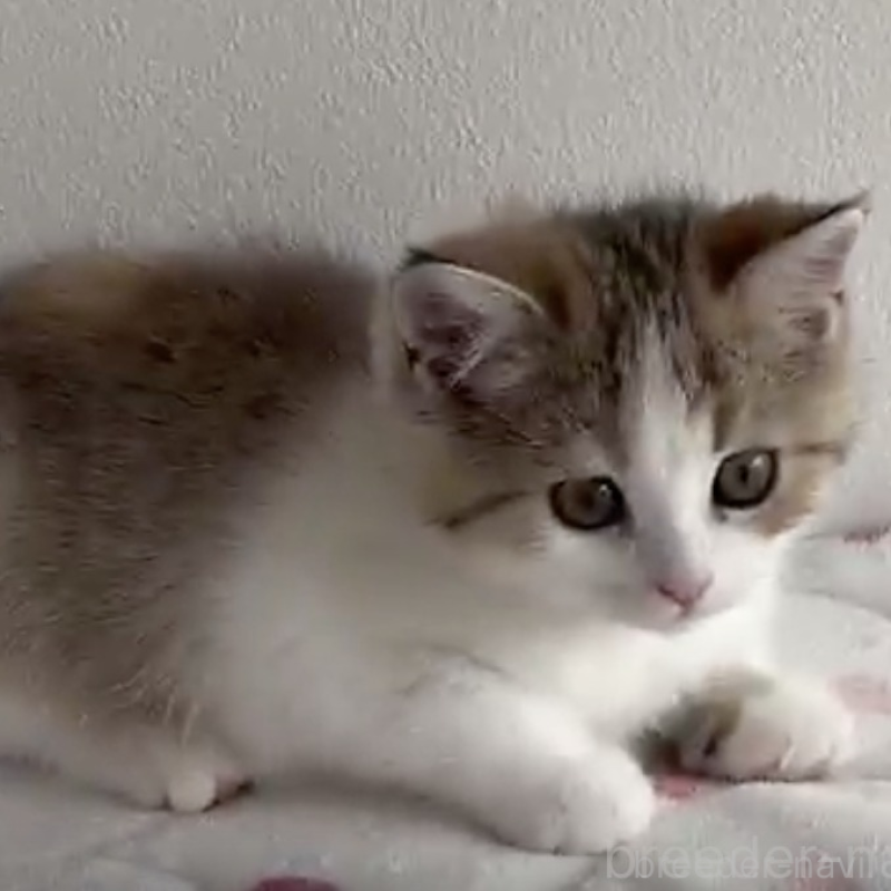 販売中の愛媛県のスコティッシュストレート-140306の2枚目