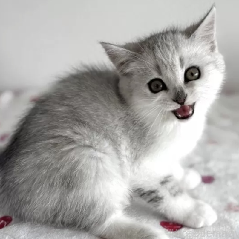 販売中の愛媛県のスコティッシュストレート-140307の2枚目