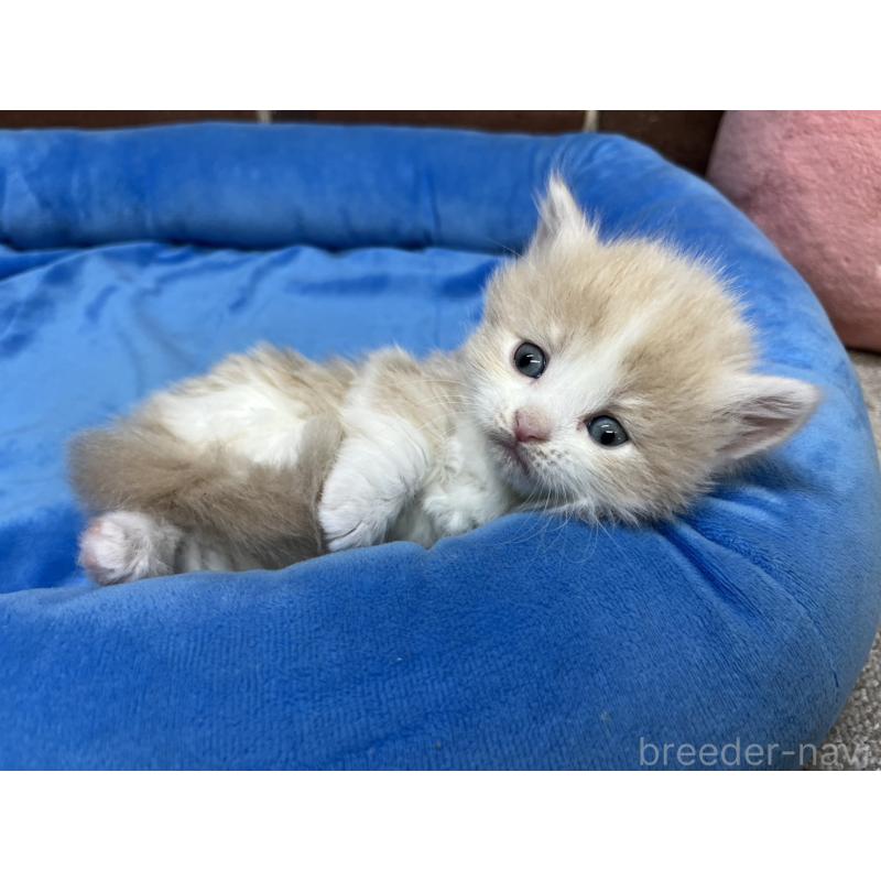 販売中の東京都のマンチカン(短足)-140308の6枚目