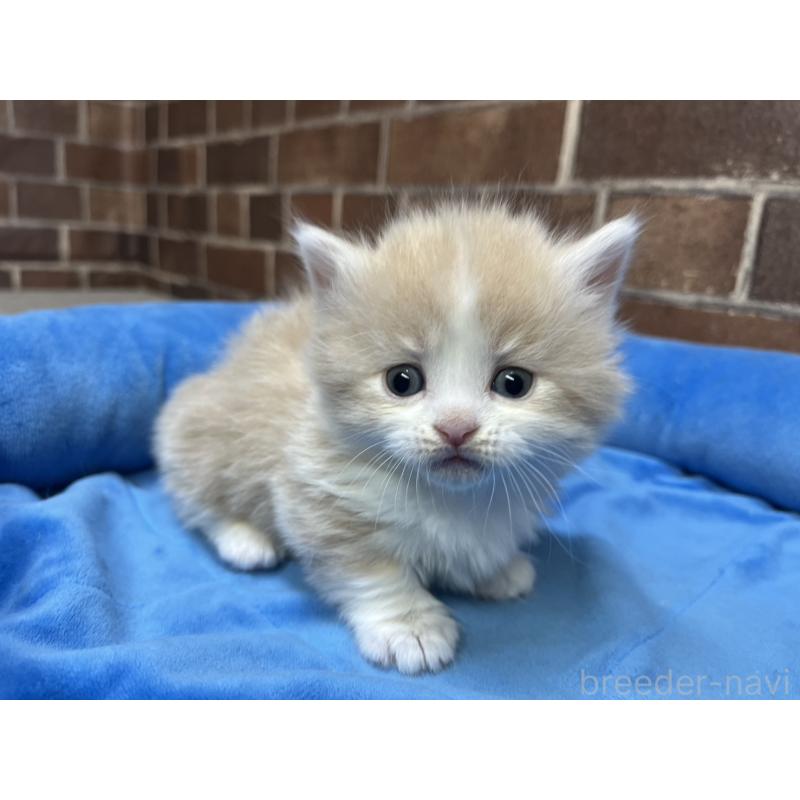 販売中の東京都のマンチカン(短足)-140308の5枚目