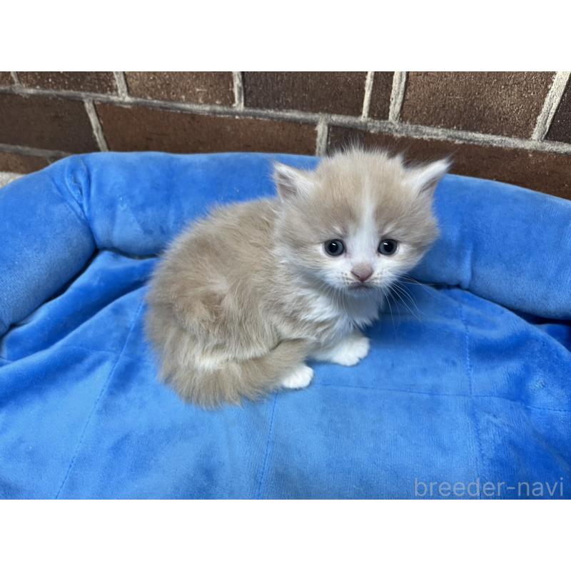 販売中の東京都のマンチカン(短足)-140308の4枚目