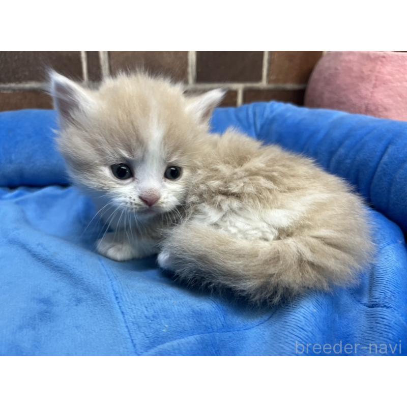 販売中の東京都のマンチカン(短足)-140308の3枚目