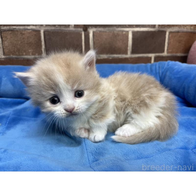 販売中の東京都のマンチカン(短足)-140308の2枚目