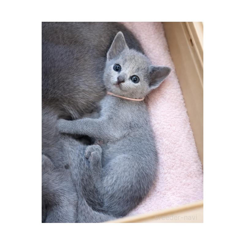 販売中の埼玉県のロシアンブルー-140311の3枚目