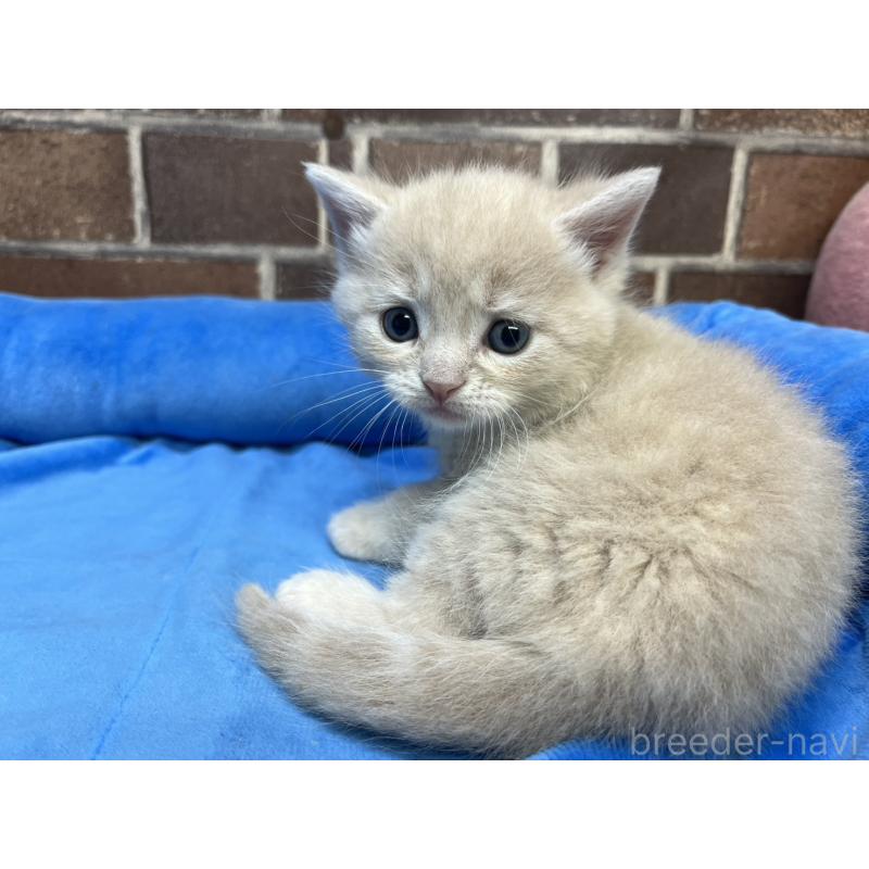 販売中の東京都のマンチカン-140309の7枚目