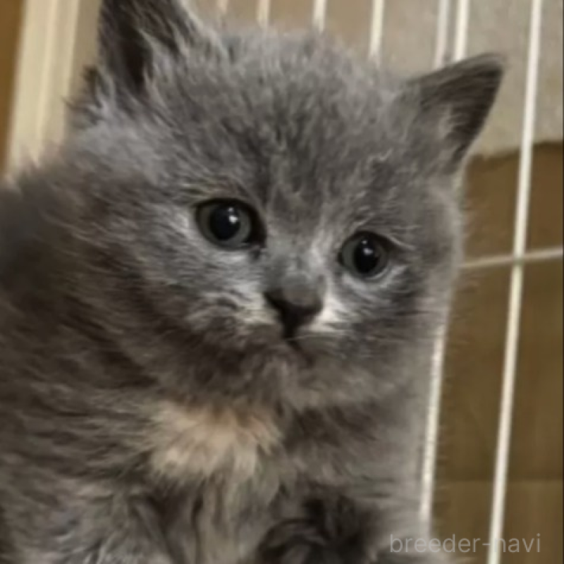 販売中の栃木県のブリティッシュショートヘア-140313の3枚目