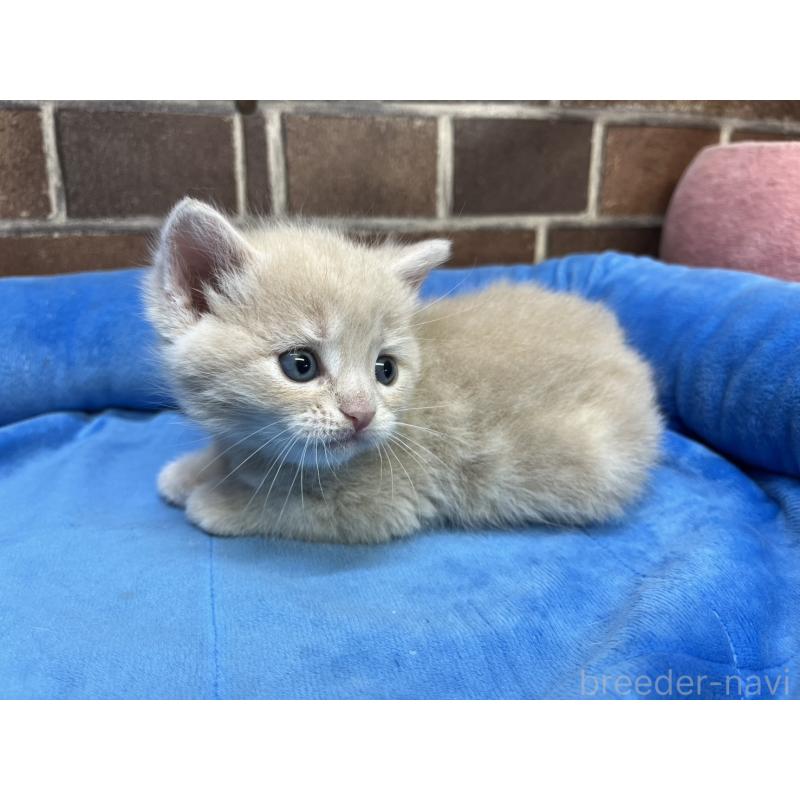 販売中の東京都のマンチカン-140309の6枚目