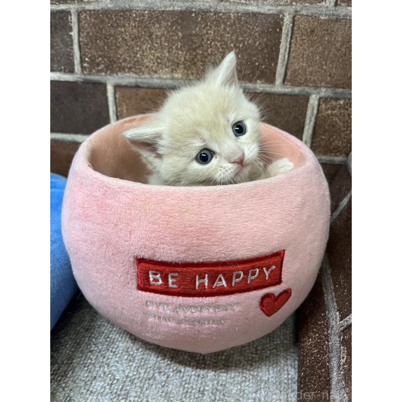 販売中の東京都のマンチカン-140309の4枚目