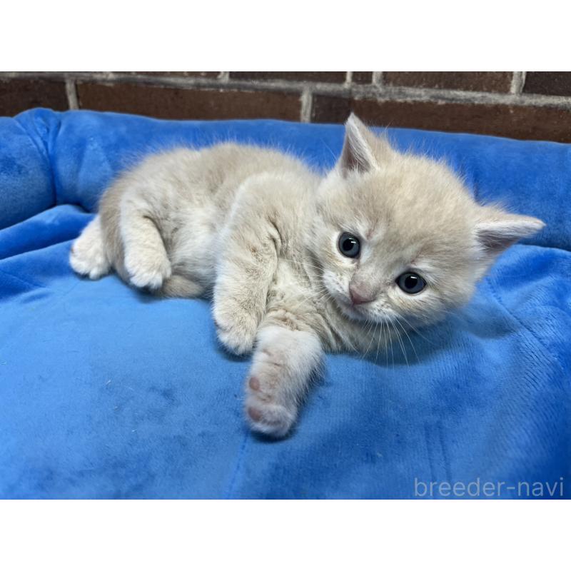 販売中の東京都のマンチカン-140309の5枚目