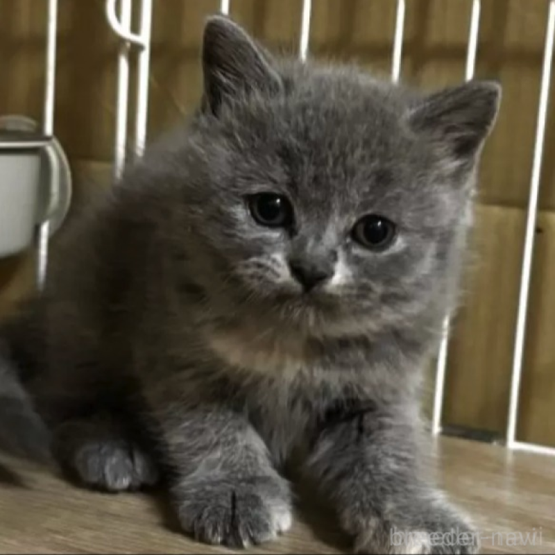 販売中の栃木県のブリティッシュショートヘア-140313の2枚目