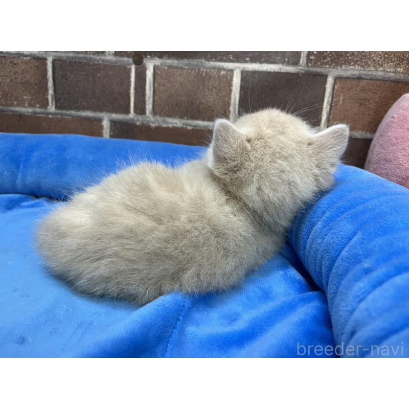 販売中の東京都のマンチカン-140309の3枚目