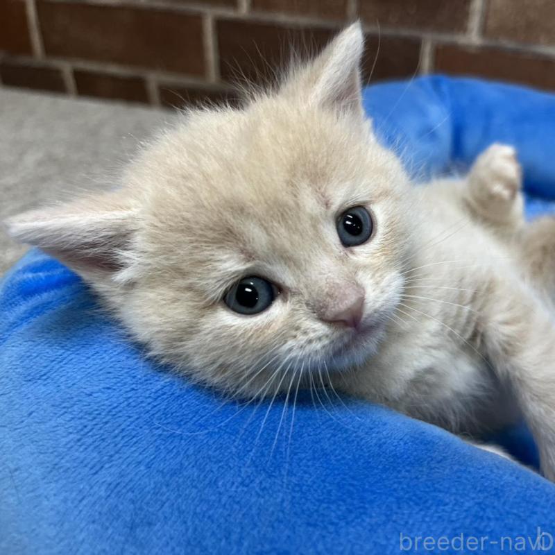 販売中の東京都のマンチカン-140309