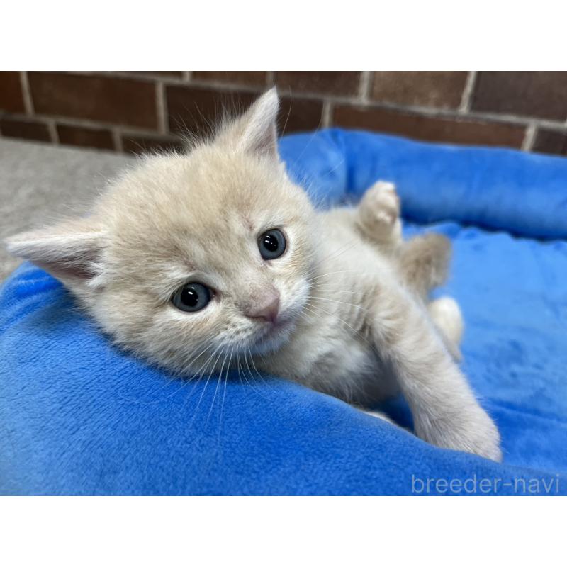 販売中の東京都のマンチカン-140309の2枚目