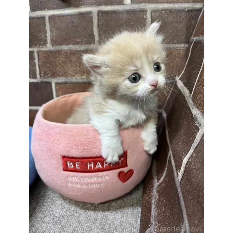 販売中の東京都のマンチカン(短足)-140314の8枚目