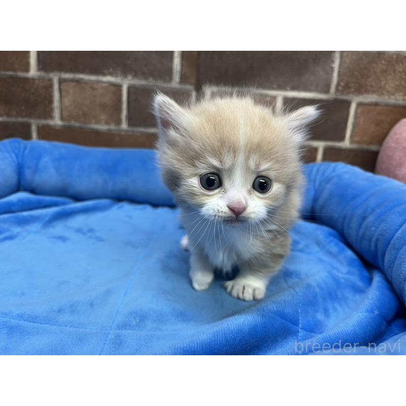 販売中の東京都のマンチカン(短足)-140314の7枚目