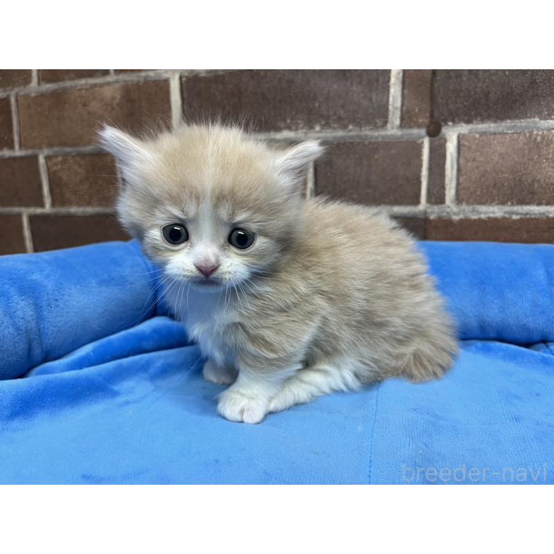 販売中の東京都のマンチカン(短足)-140314の6枚目