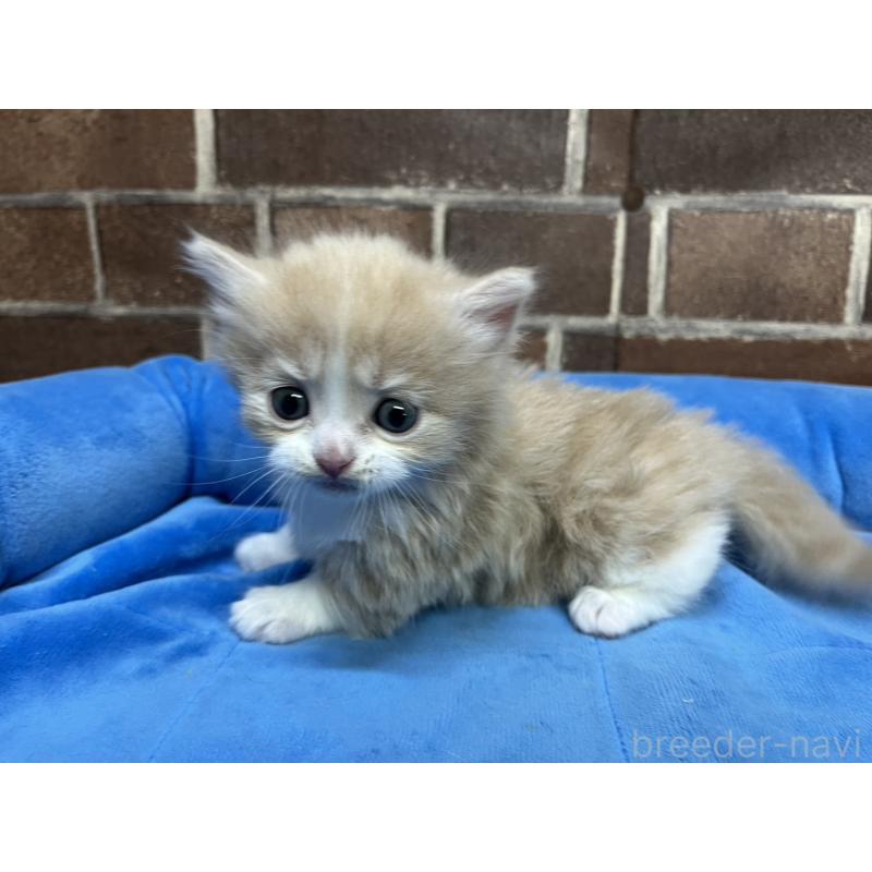 販売中の東京都のマンチカン(短足)-140314の5枚目