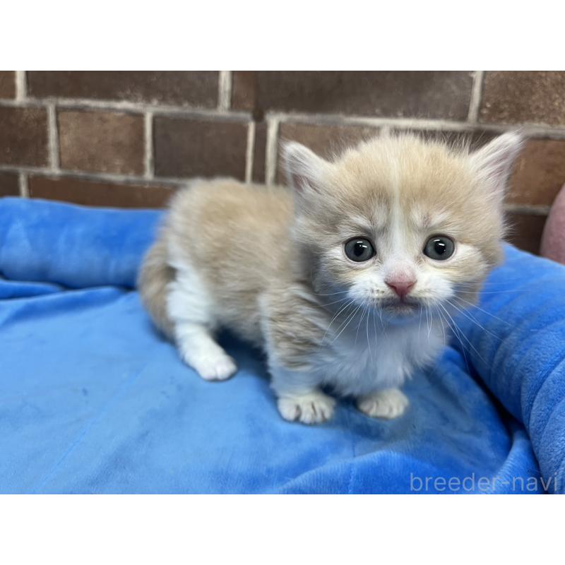 販売中の東京都のマンチカン(短足)-140314の4枚目