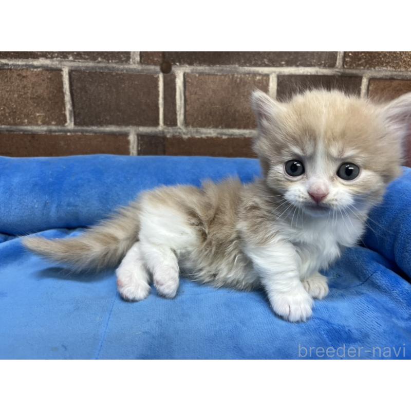 販売中の東京都のマンチカン(短足)-140314の3枚目