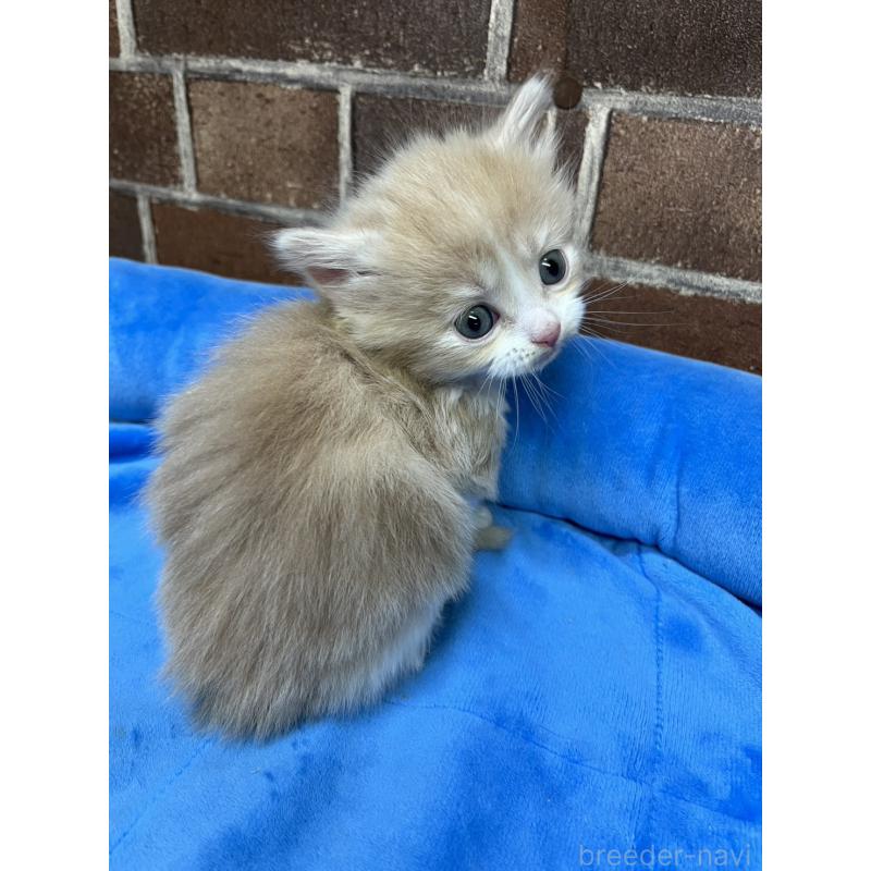 販売中の東京都のマンチカン(短足)-140314の2枚目