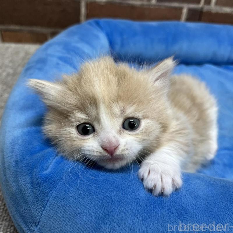 販売中の東京都のマンチカン(短足)-140314