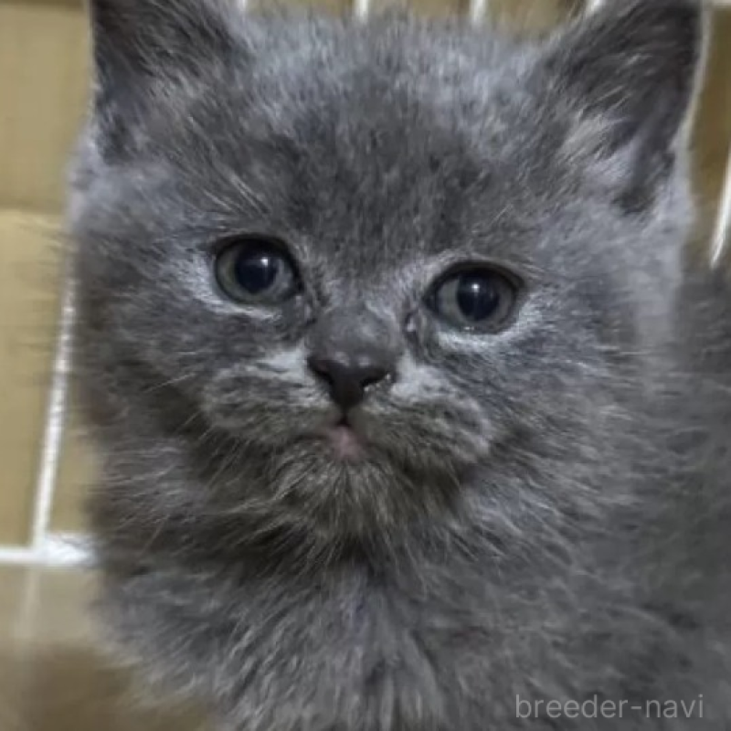 販売中の栃木県のブリティッシュショートヘア-140316の3枚目