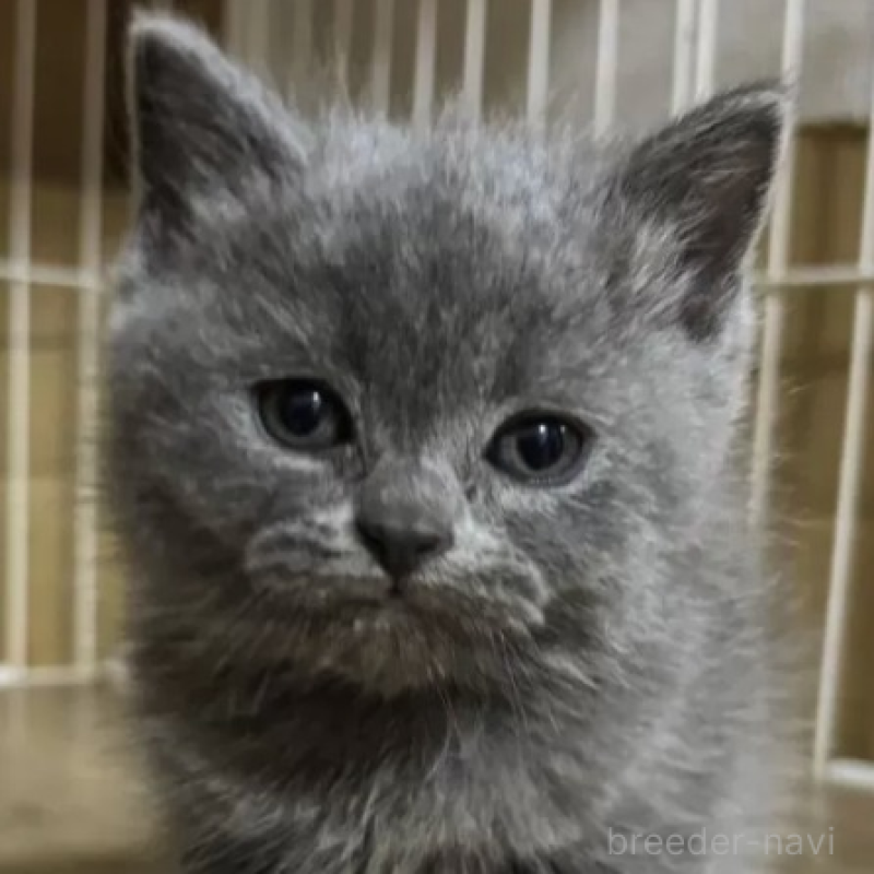 販売中の栃木県のブリティッシュショートヘア-140316の2枚目