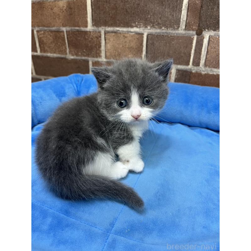 販売中の東京都のマンチカン(短足)-140319の10枚目