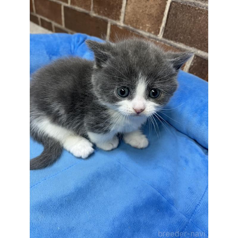 販売中の東京都のマンチカン(短足)-140319の11枚目