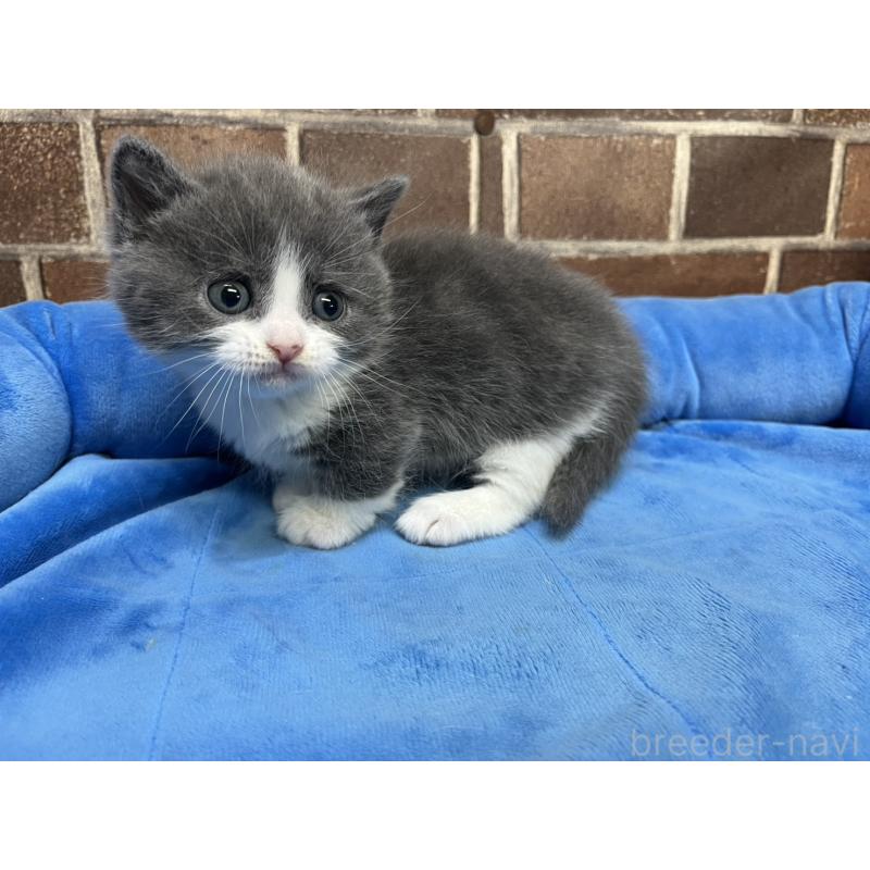 販売中の東京都のマンチカン(短足)-140319の9枚目