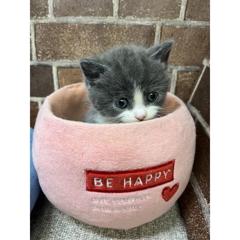 販売中の東京都のマンチカン(短足)-140319の8枚目