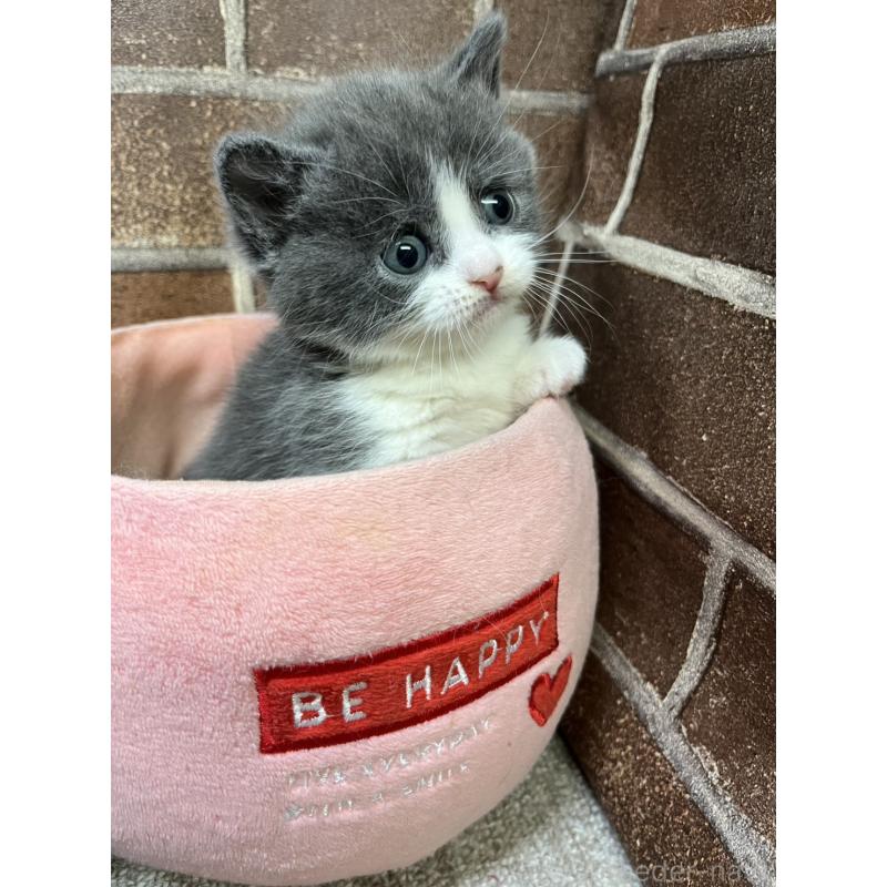 販売中の東京都のマンチカン(短足)-140319の7枚目