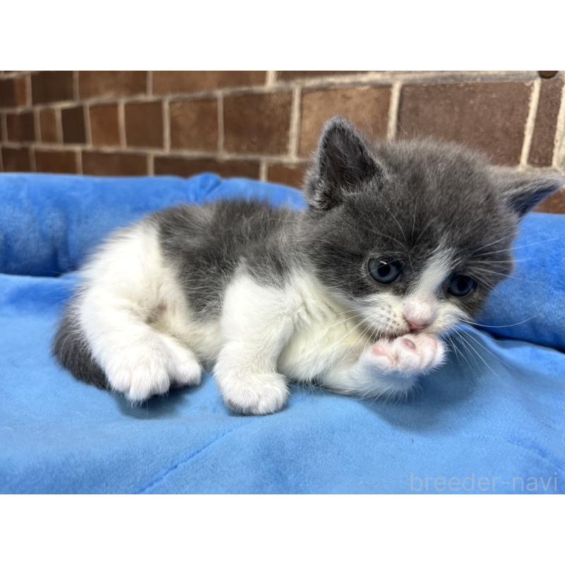 販売中の東京都のマンチカン(短足)-140319の6枚目