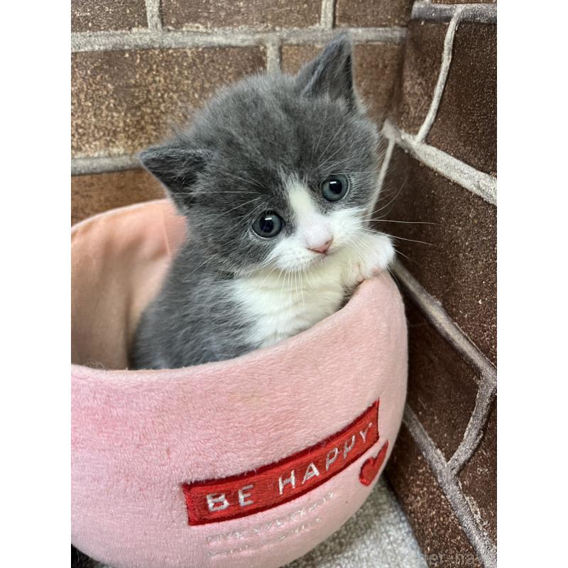 販売中の東京都のマンチカン(短足)-140319の5枚目