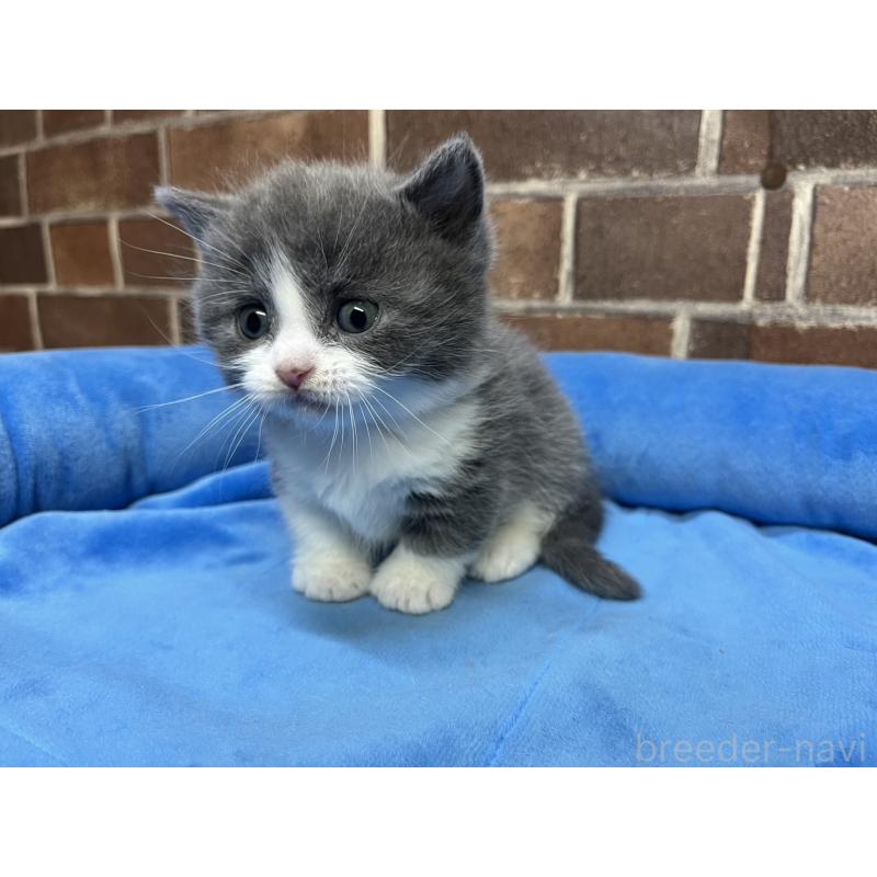 販売中の東京都のマンチカン(短足)-140319の4枚目