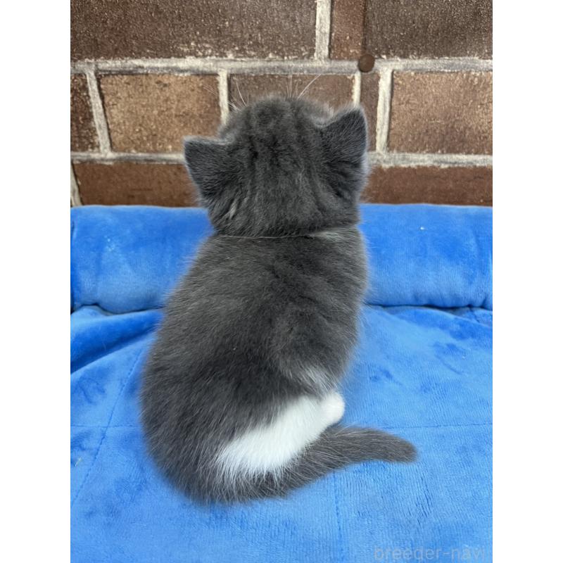 販売中の東京都のマンチカン(短足)-140319の3枚目