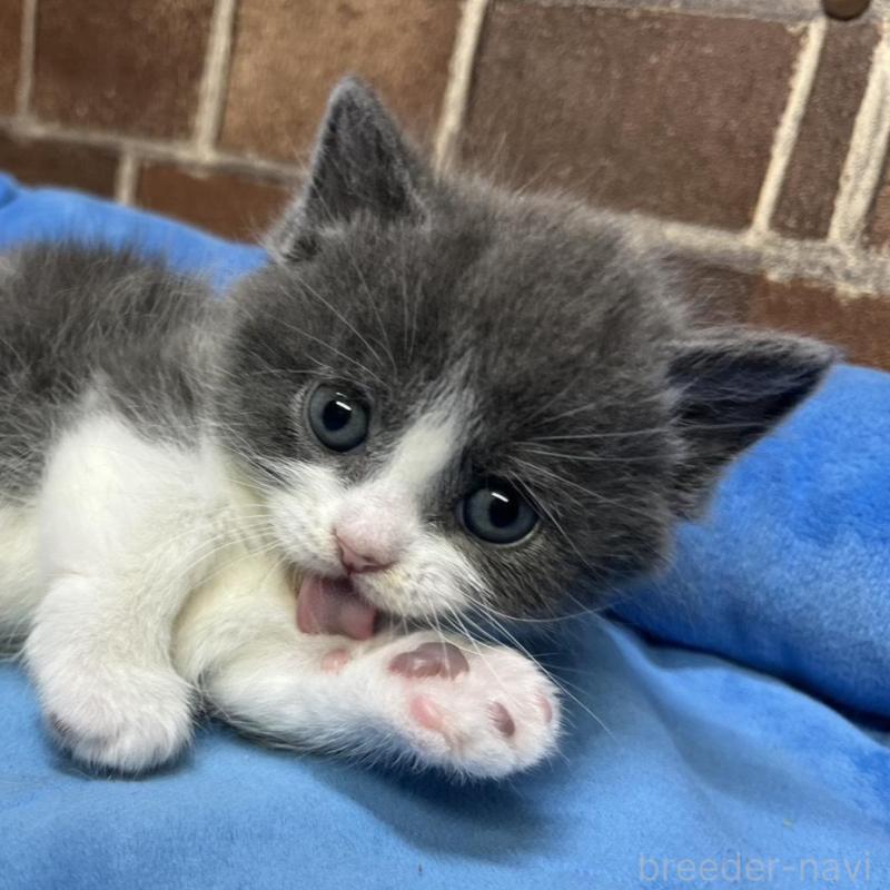 販売中の東京都のマンチカン(短足)-140319