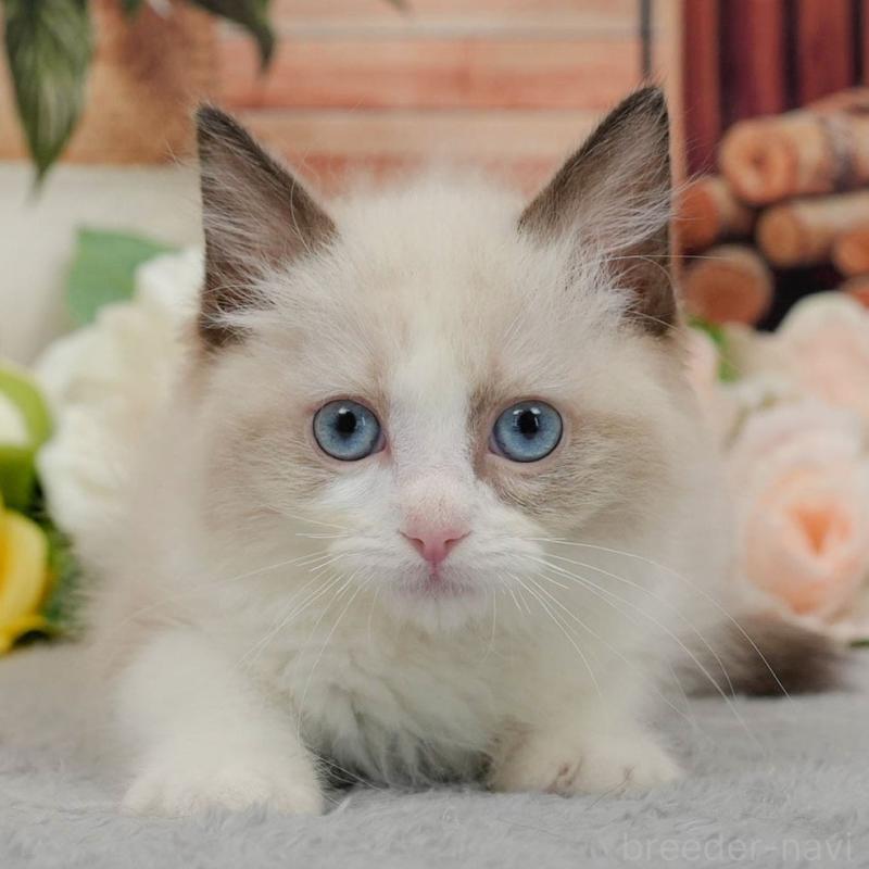 販売中の東京都のラグドール-140323の10枚目