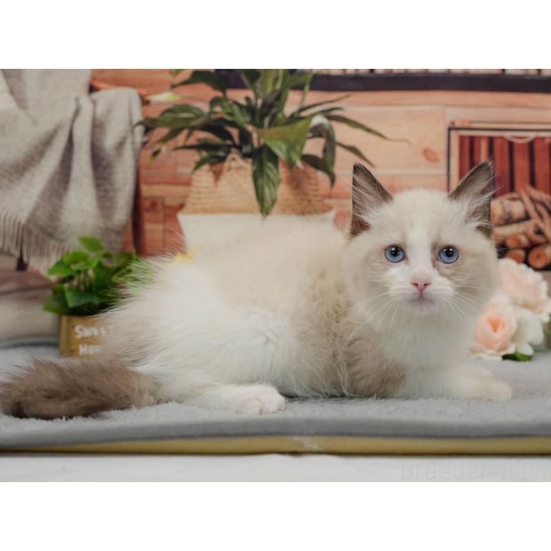 販売中の東京都のラグドール-140323の9枚目