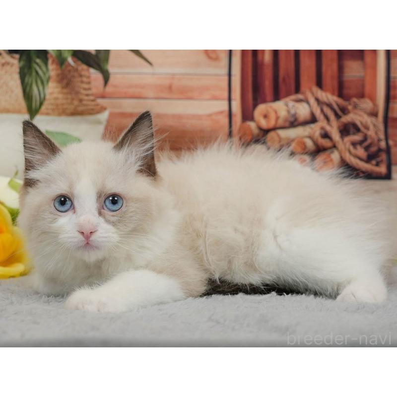 販売中の東京都のラグドール-140323の8枚目