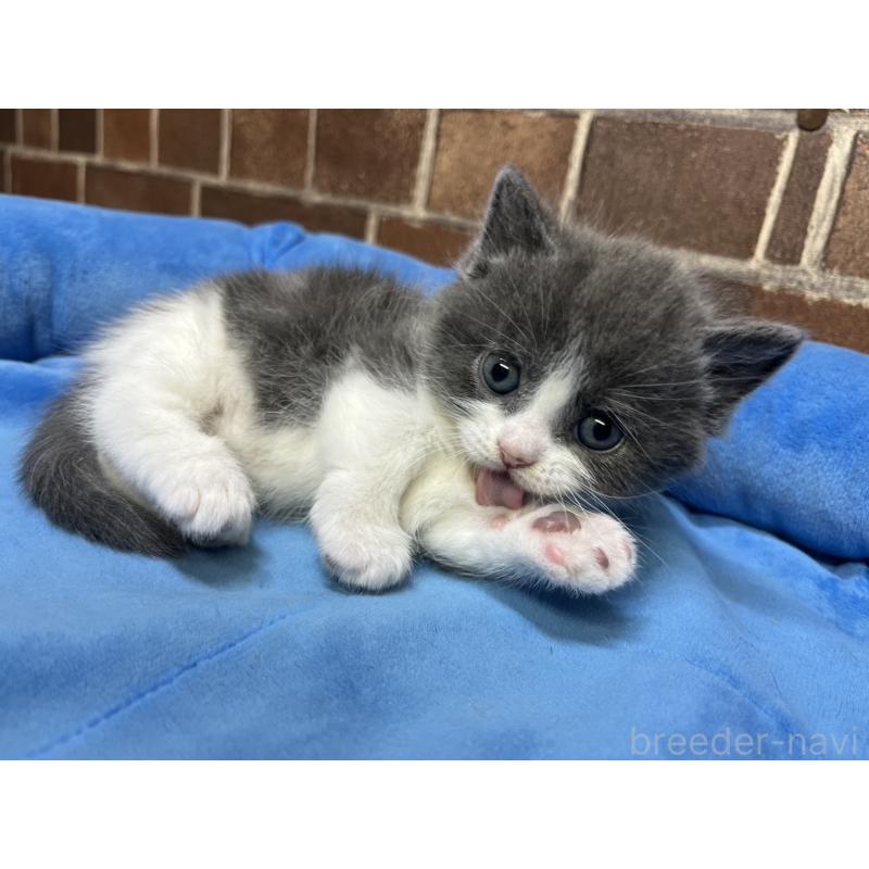 販売中の東京都のマンチカン(短足)-140319の2枚目