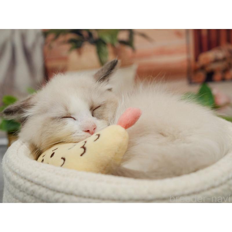 販売中の東京都のラグドール-140323の7枚目