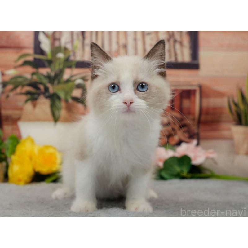 販売中の東京都のラグドール-140323の6枚目