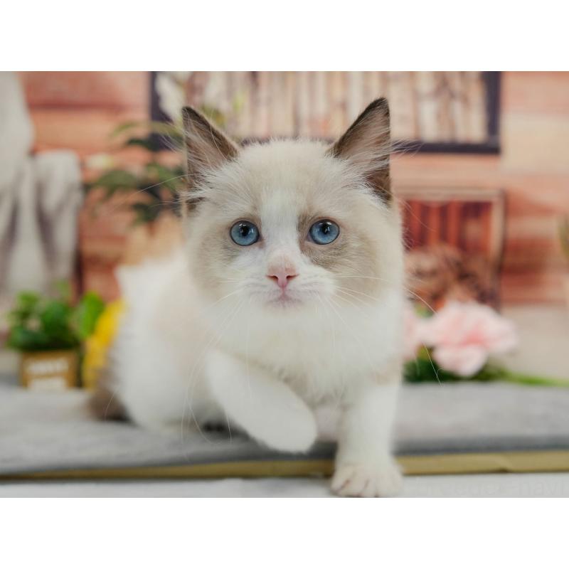 販売中の東京都のラグドール-140323の5枚目