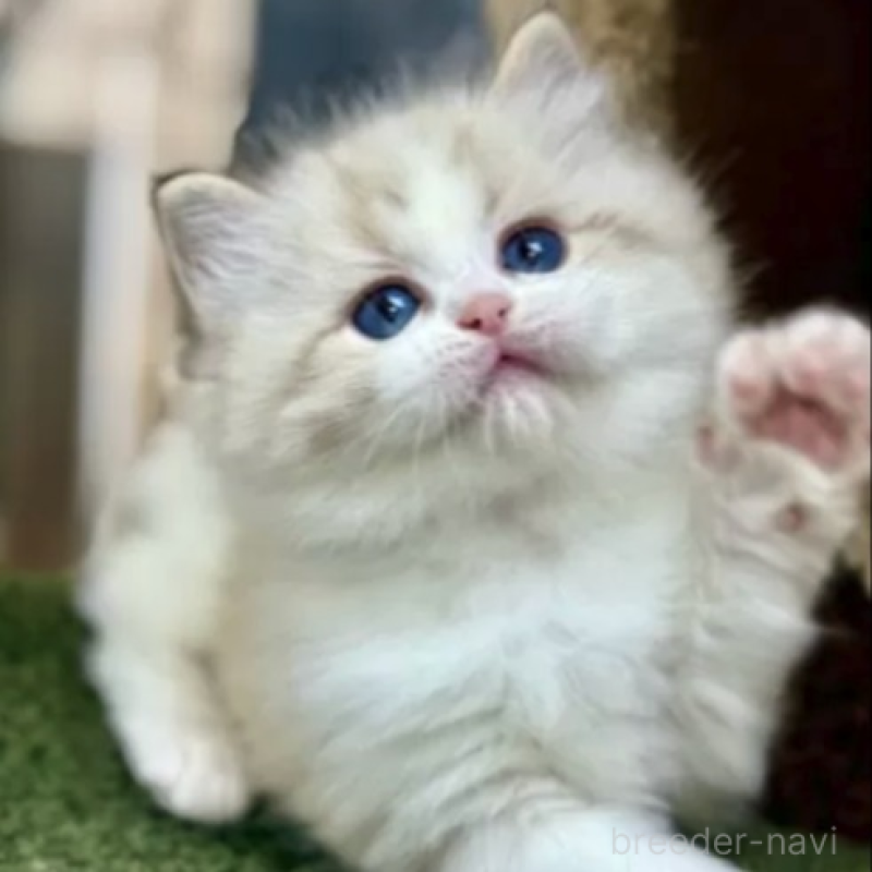 販売中の千葉県のラグドール-140320の2枚目