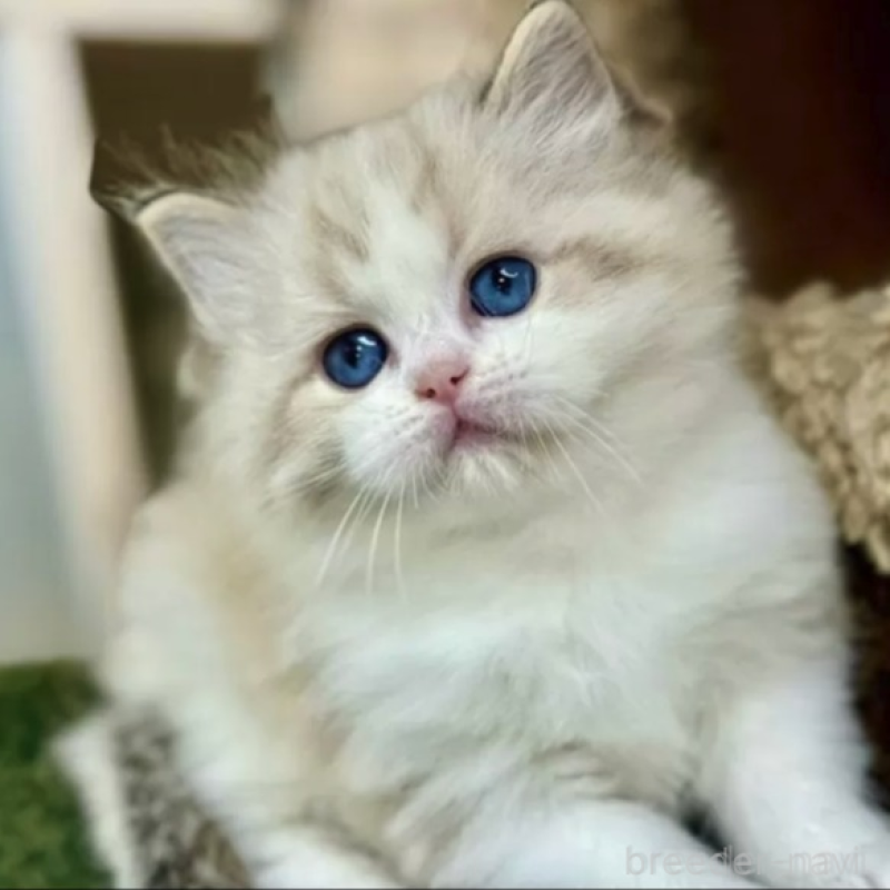 販売中の千葉県のラグドール-140320の1枚目