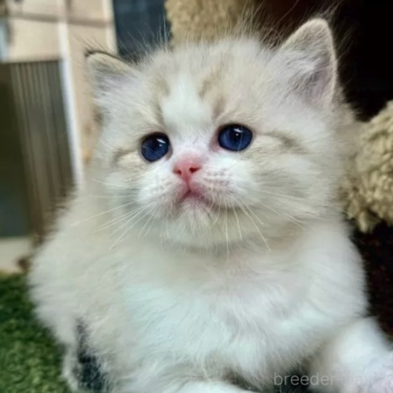 販売中の千葉県のラグドール-140321の2枚目