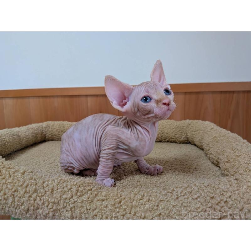 販売中の岐阜県のスフィンクス-140326の15枚目