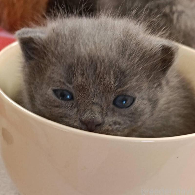 販売中の山形県のブリティッシュショートヘア-140327の3枚目